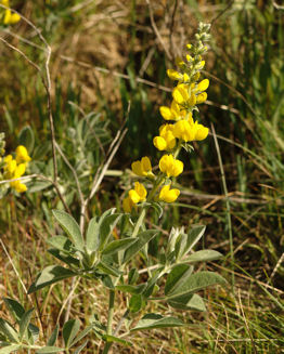 2008-04-14_19 False Lupine Cropped TN.jpg - 54401 Bytes